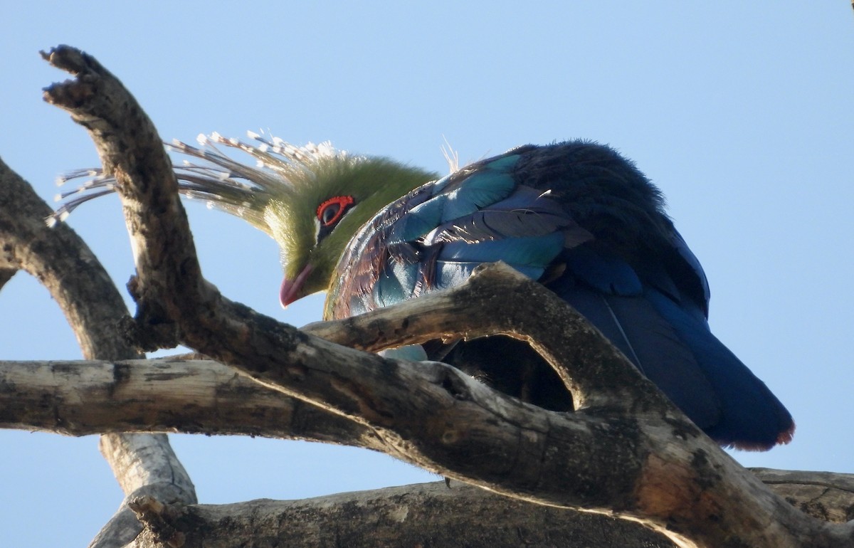 Schalow's Turaco - ML620766718