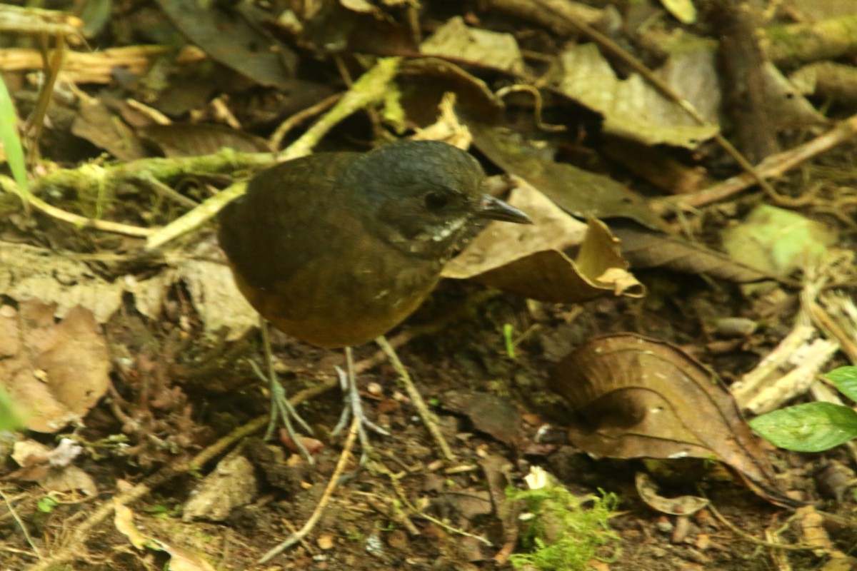 Moustached Antpitta - ML620766727