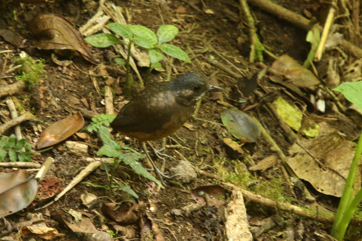 Moustached Antpitta - ML620766728
