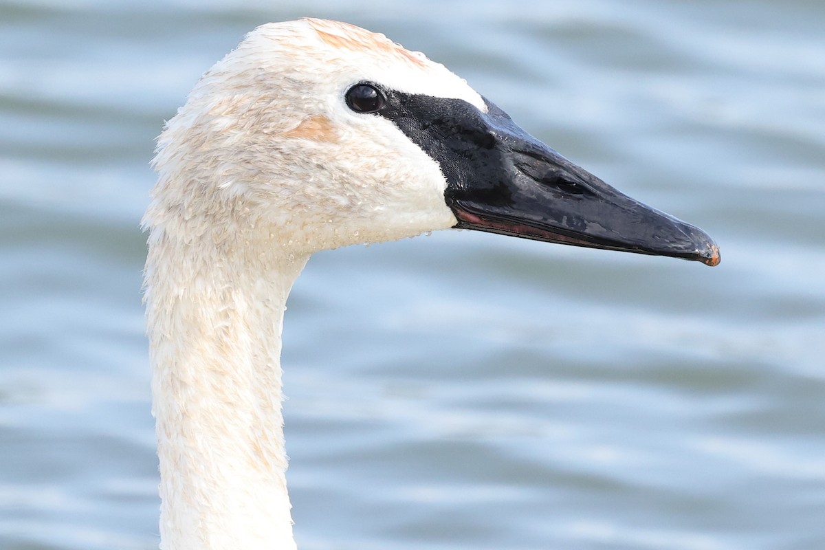 Trumpeter Swan - Connie yarbrough