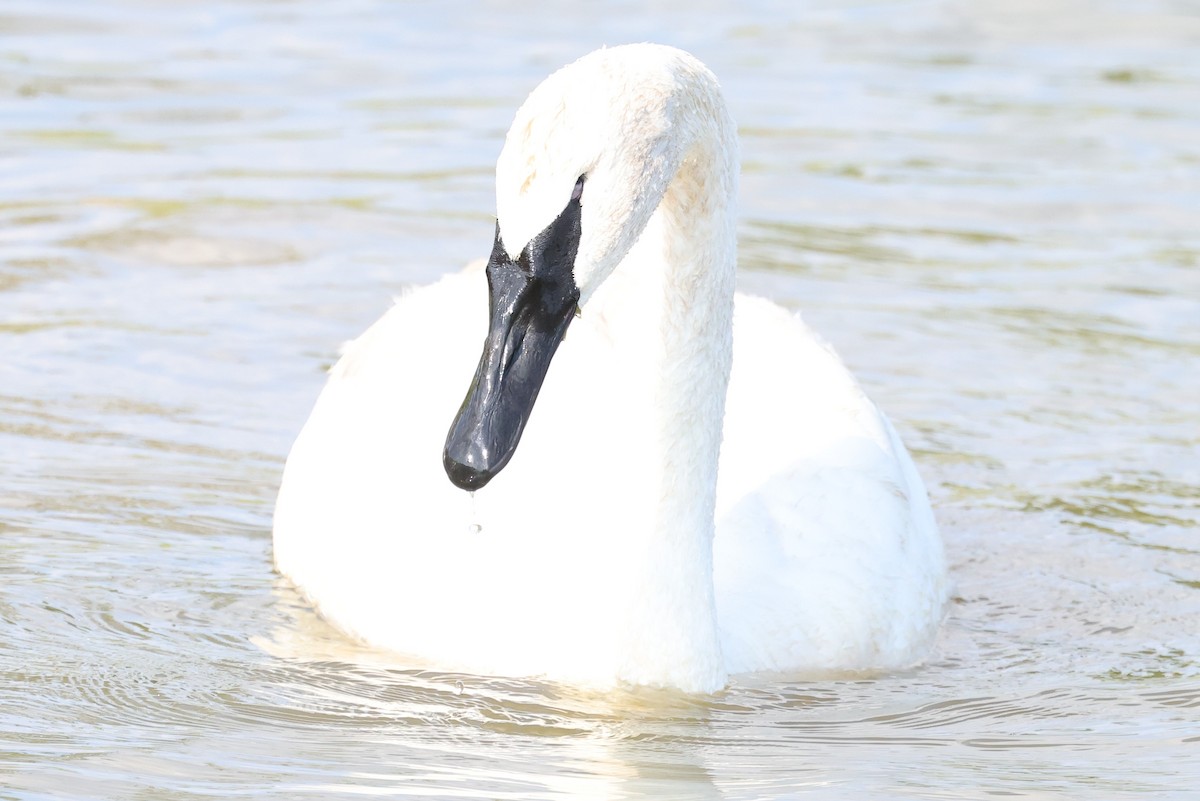 Cisne Trompetero - ML620766730