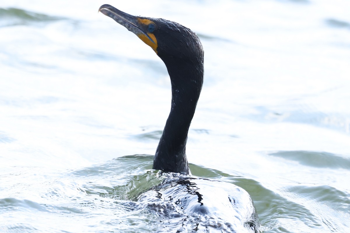 Double-crested Cormorant - ML620766740