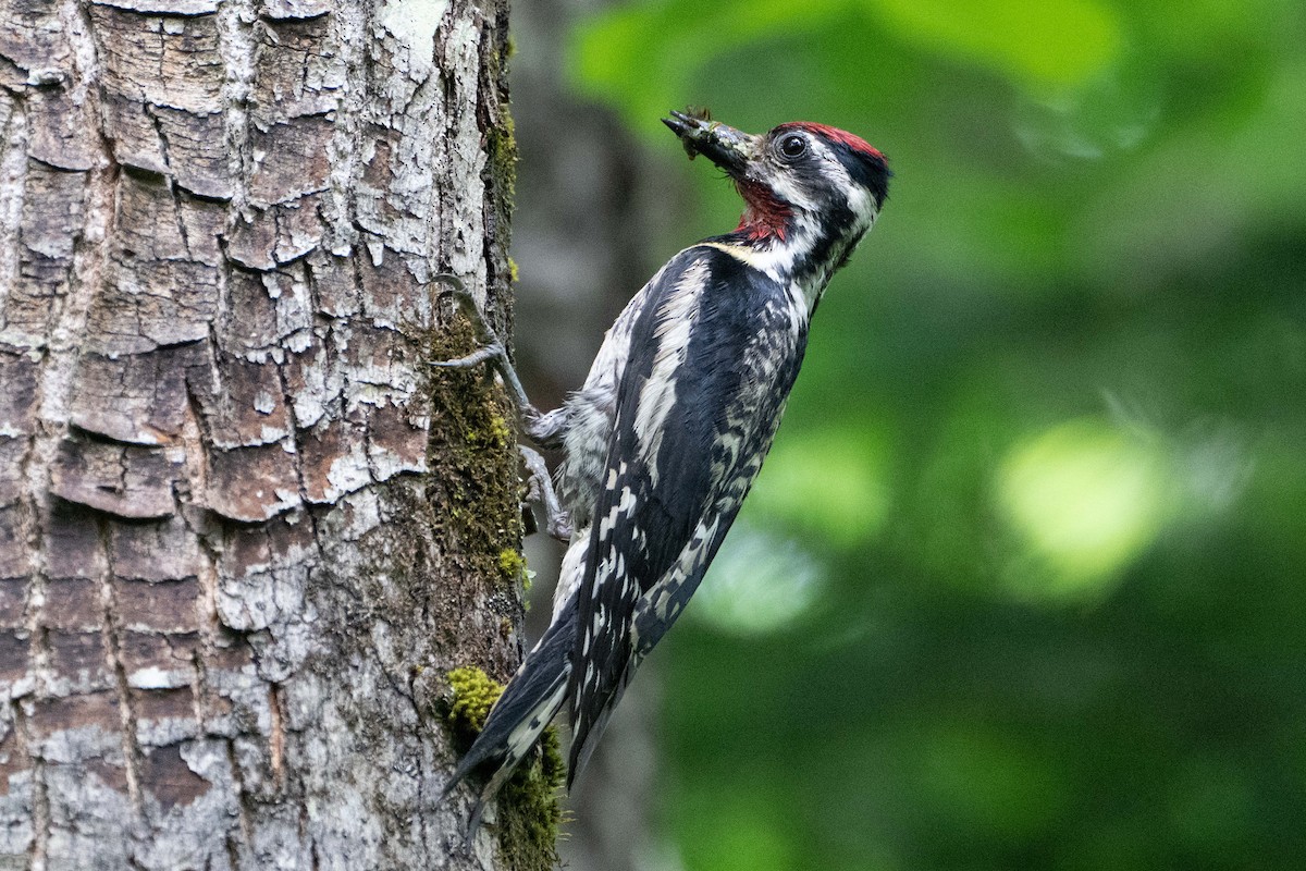 Yellow-bellied Sapsucker - Susan Elliott