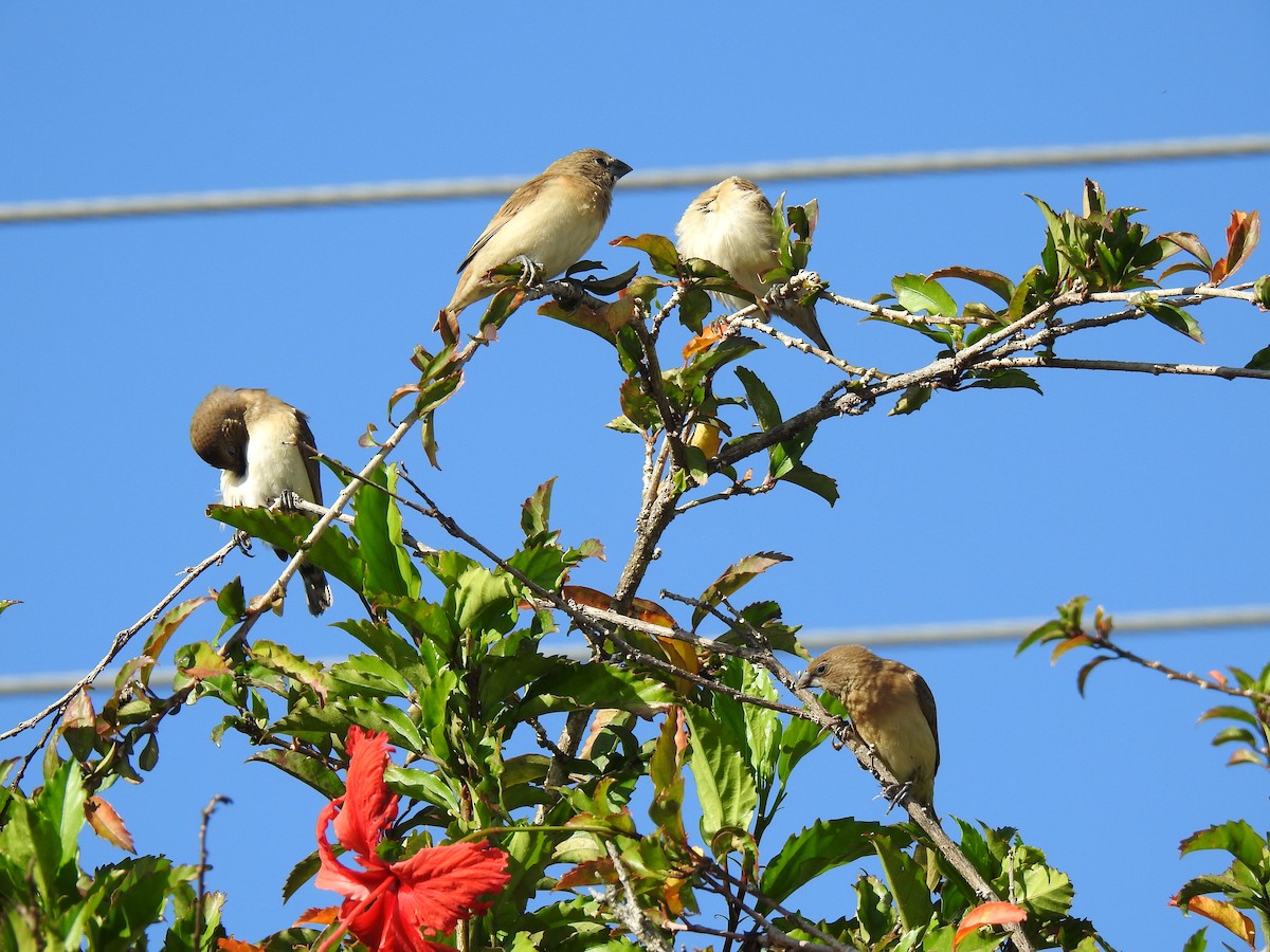 Chestnut-breasted Munia - ML620766786