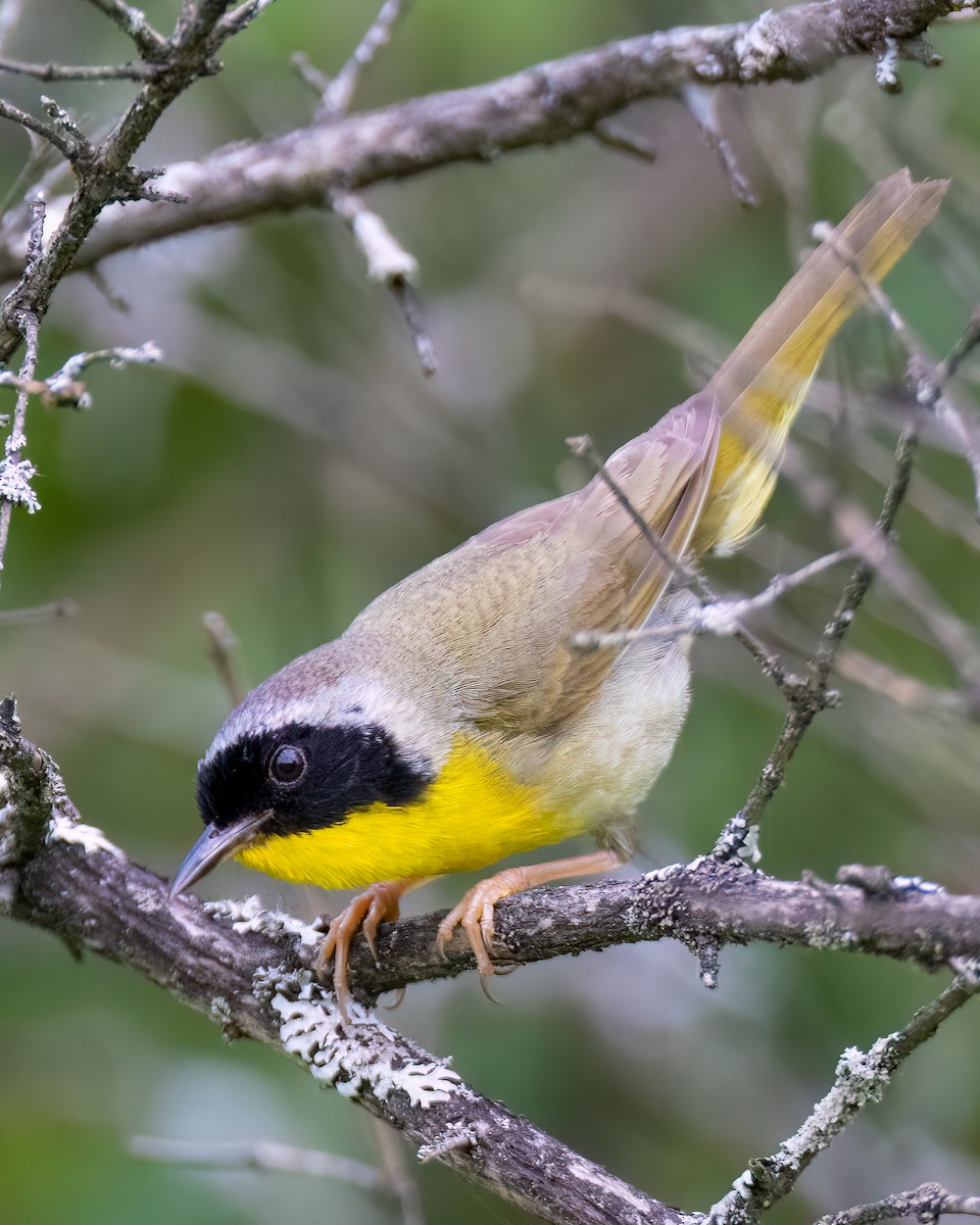 Common Yellowthroat - ML620766789