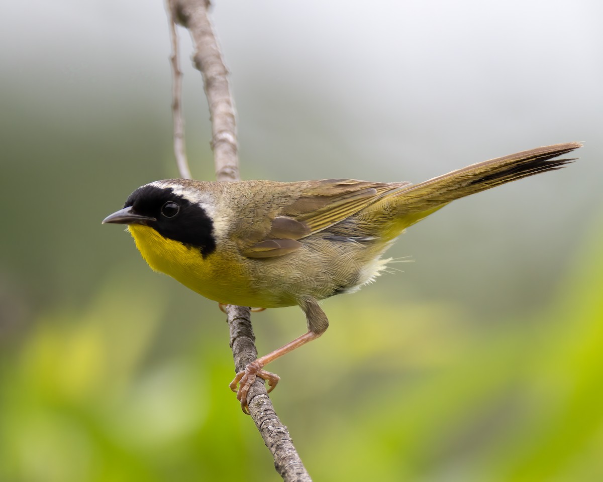 Common Yellowthroat - ML620766790