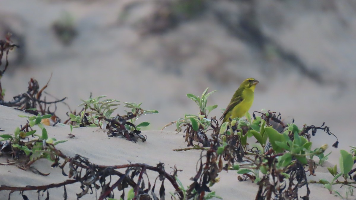 Brimstone Canary - ML620766793