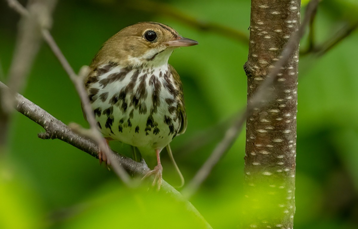 Ovenbird - ML620766795