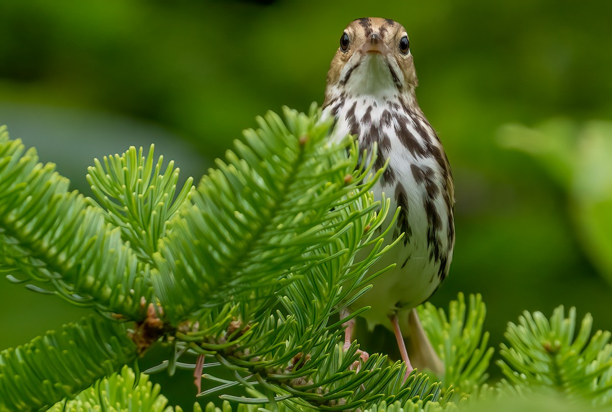 Ovenbird - ML620766796