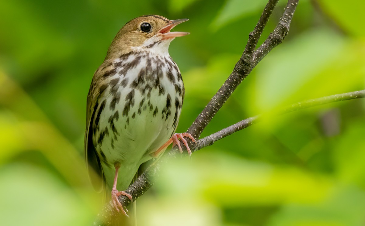 Ovenbird - ML620766797