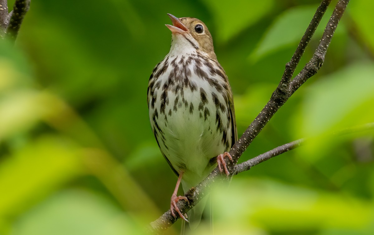 Ovenbird - ML620766798