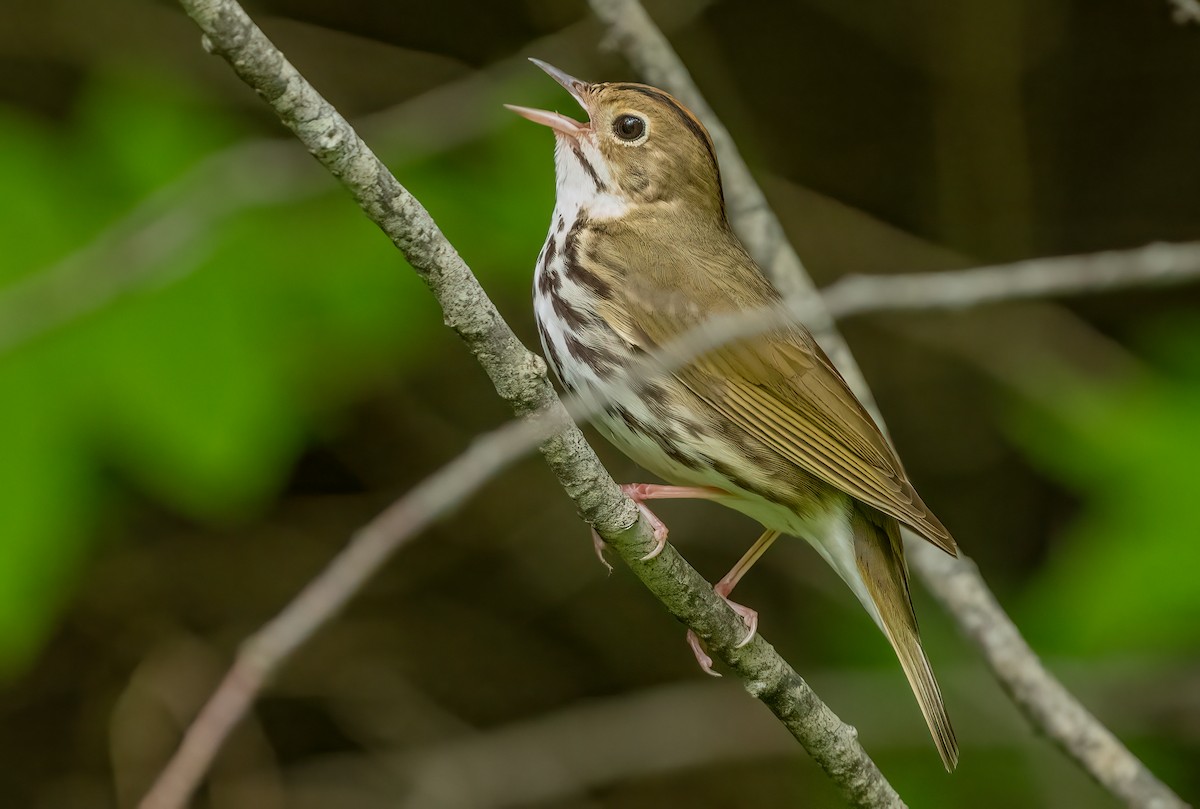 Ovenbird - ML620766799