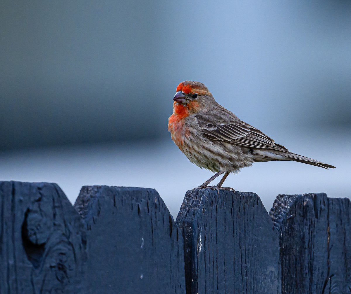 House Finch - Ken Miracle