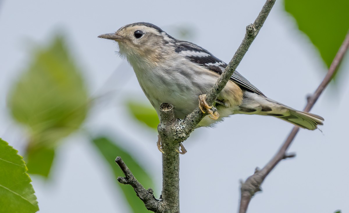 Black-and-white Warbler - Jim Carroll