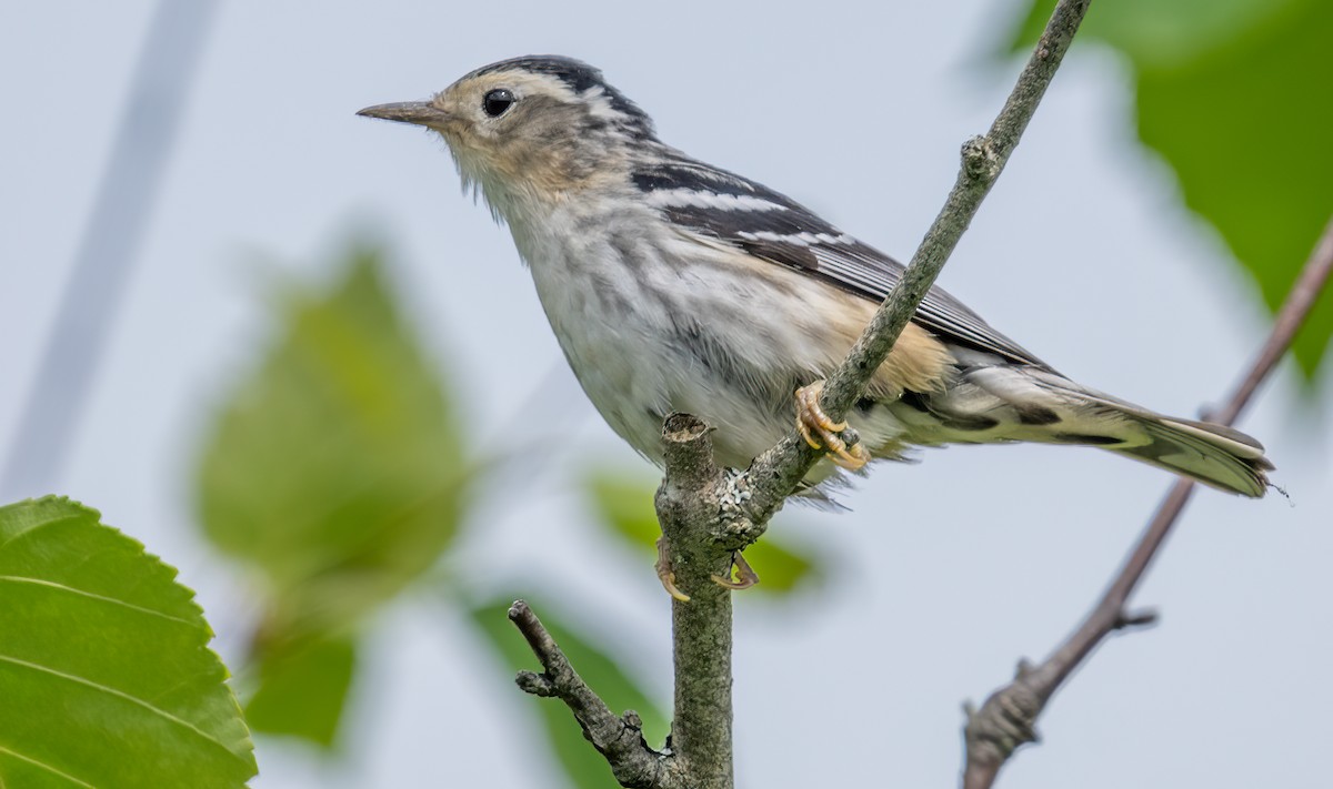 Black-and-white Warbler - ML620766805