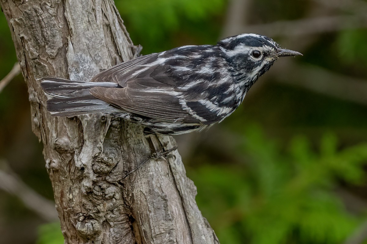 Black-and-white Warbler - ML620766806