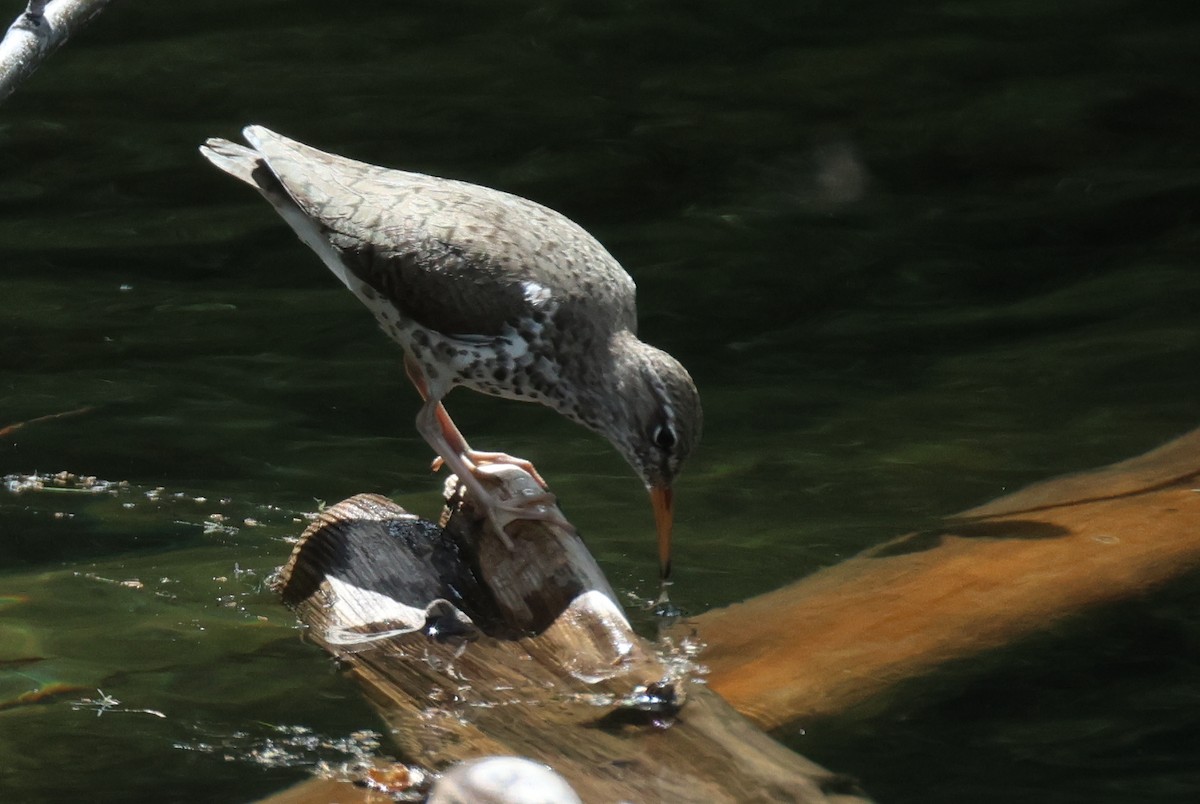 Spotted Sandpiper - ML620766807