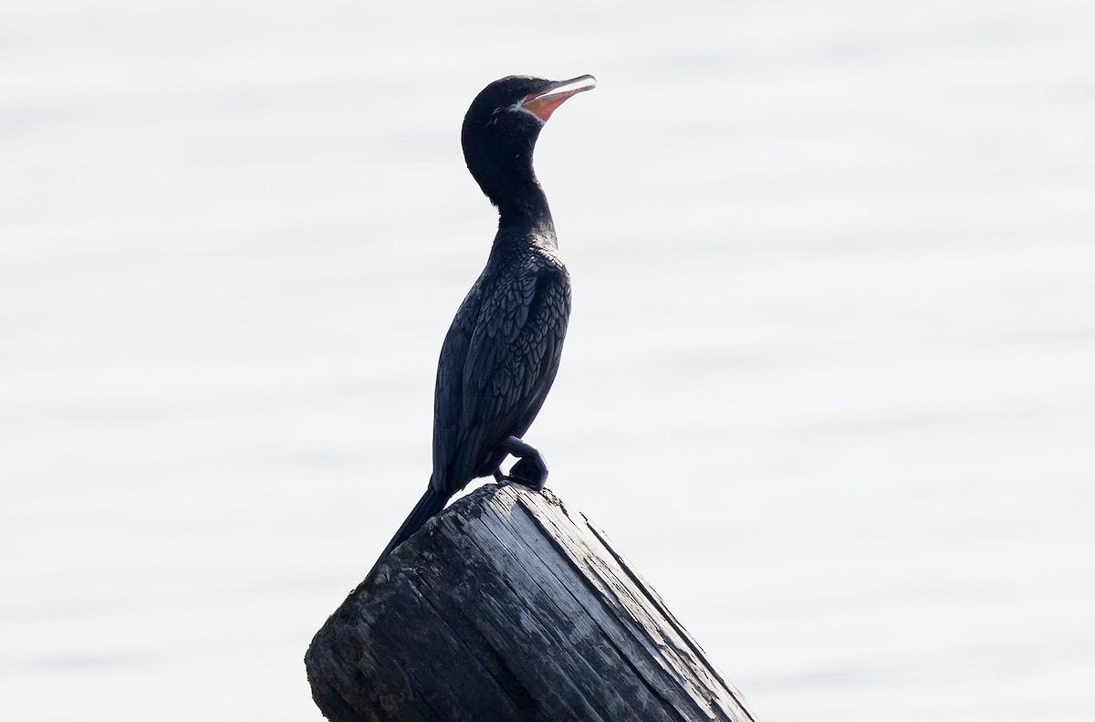 Neotropic Cormorant - ML620766808