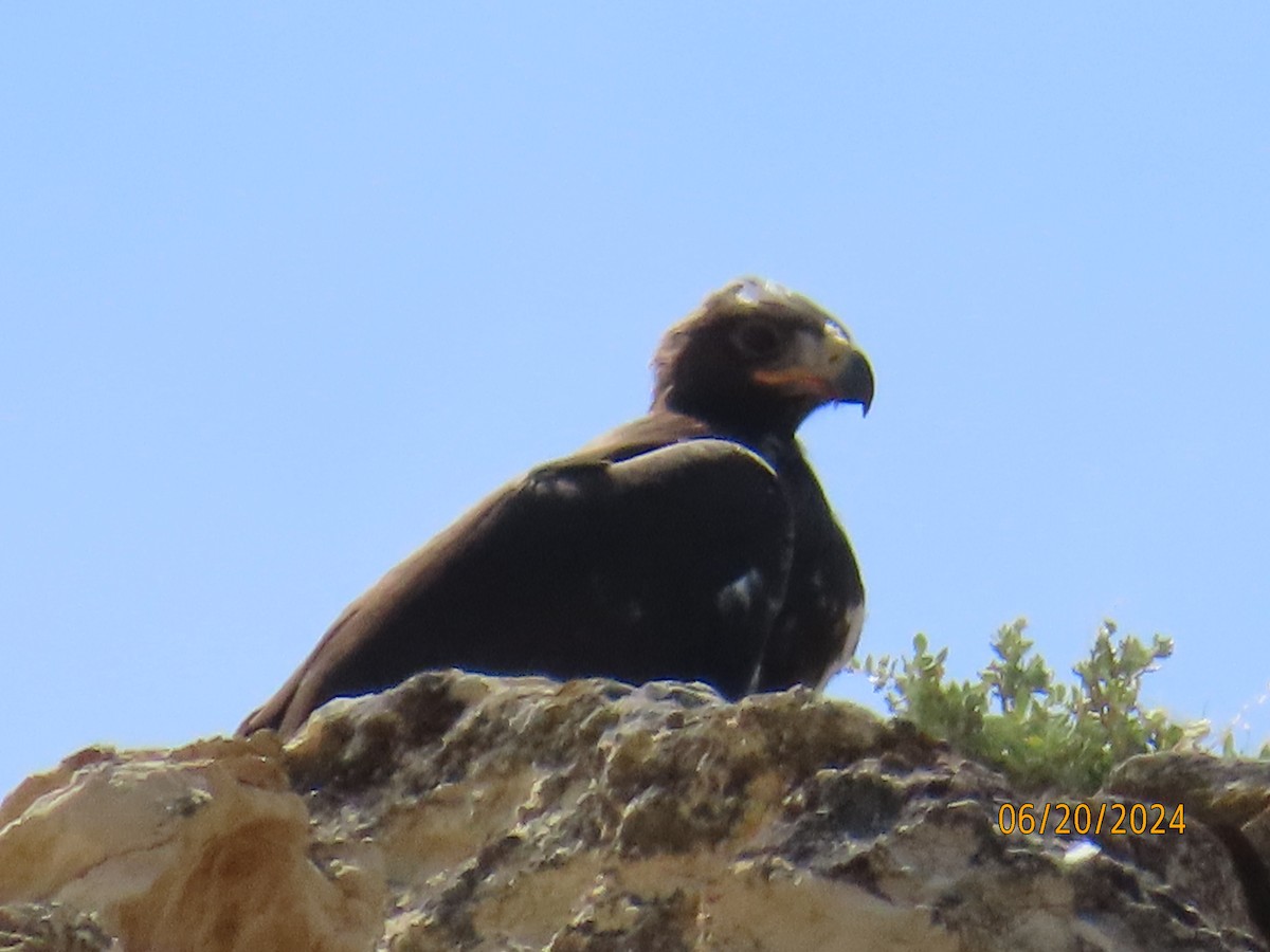 Águila Real - ML620766809