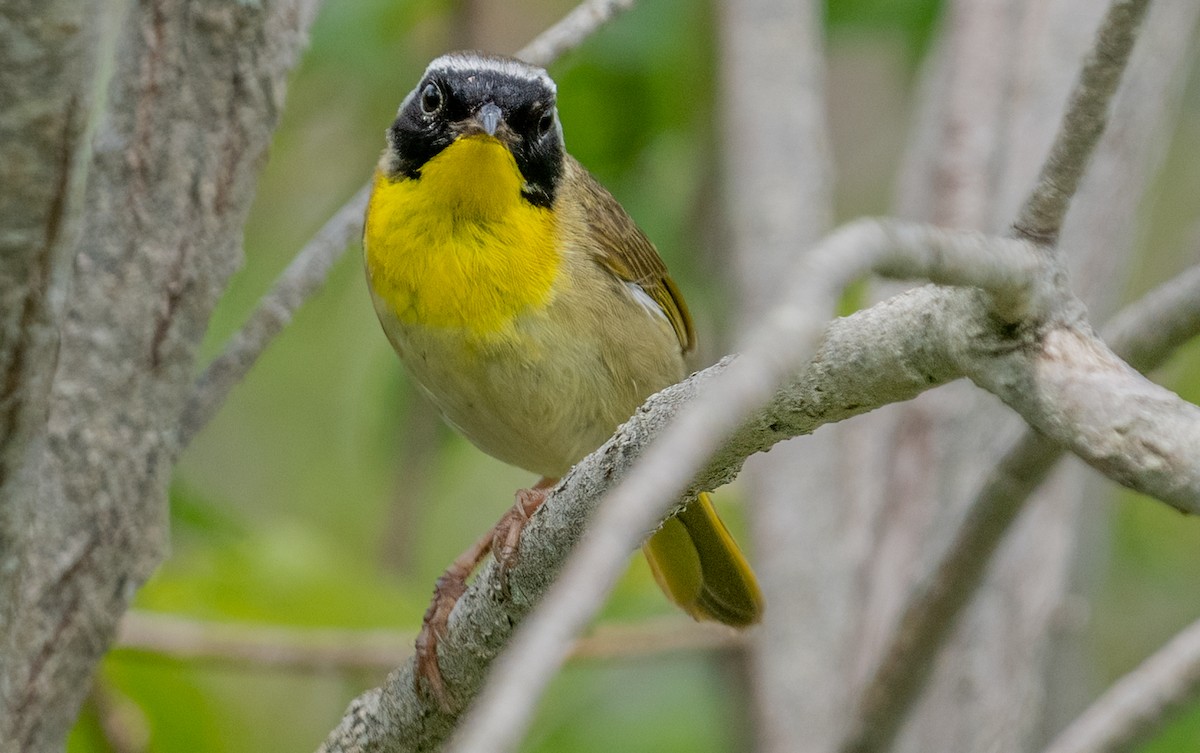 Common Yellowthroat - ML620766811