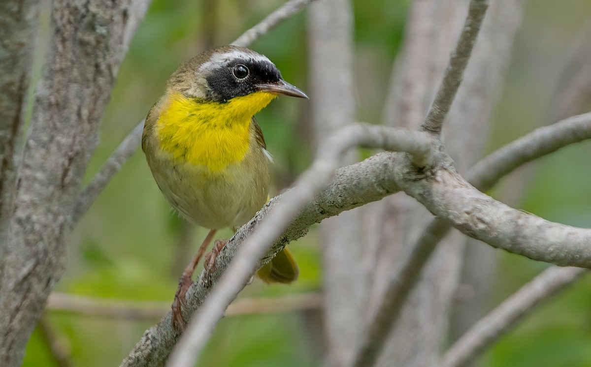 Common Yellowthroat - ML620766812