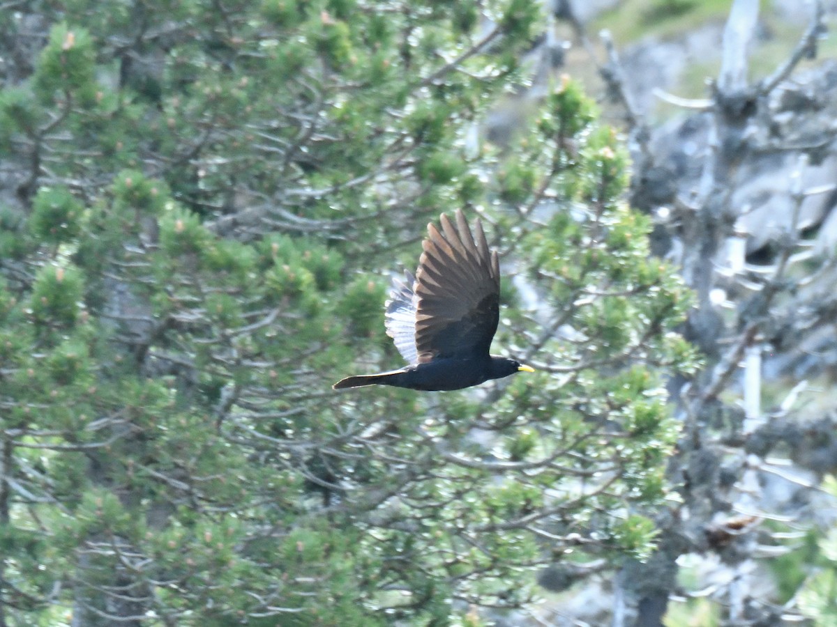 Yellow-billed Chough - ML620766818