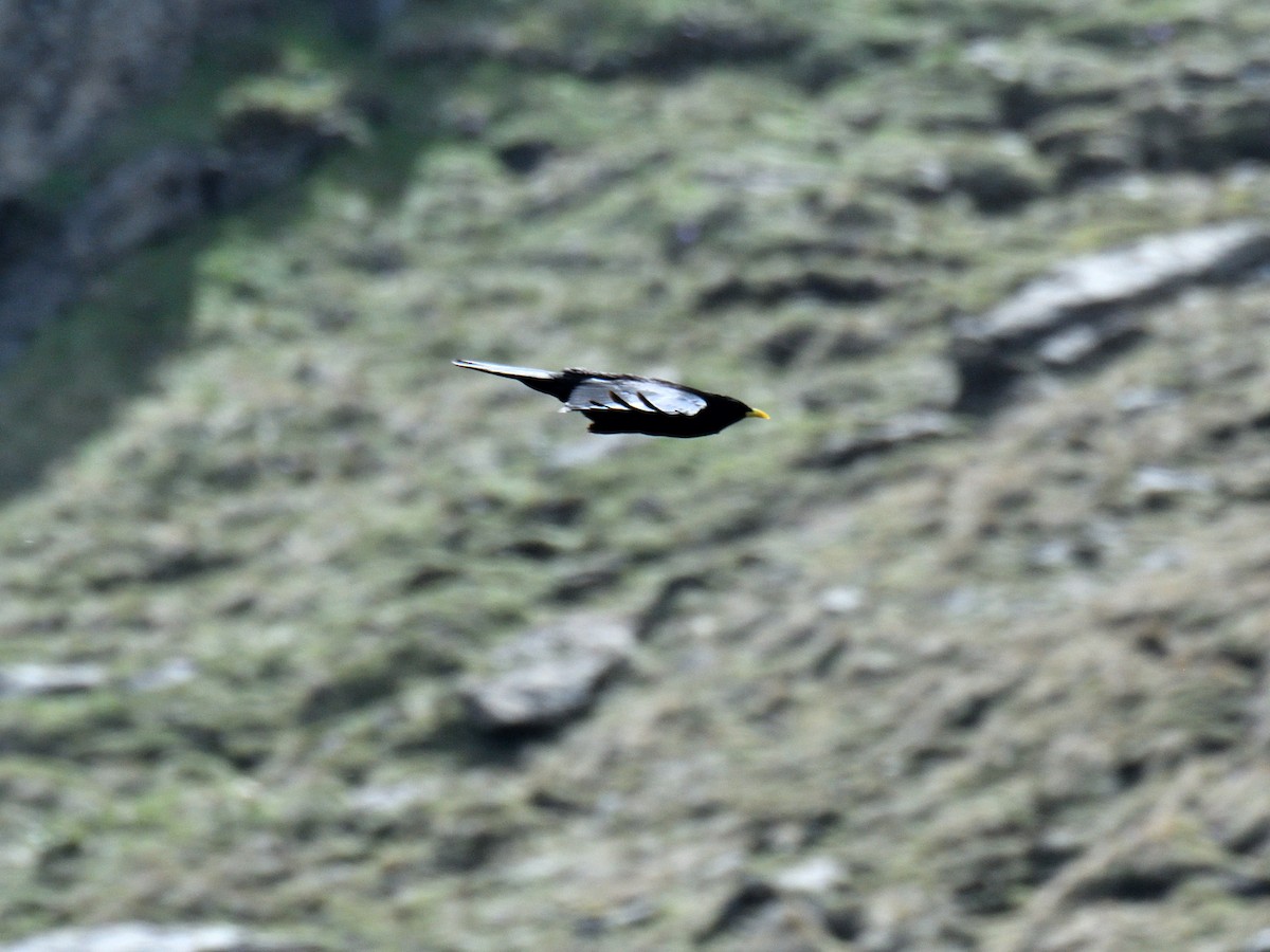 Yellow-billed Chough - ML620766819