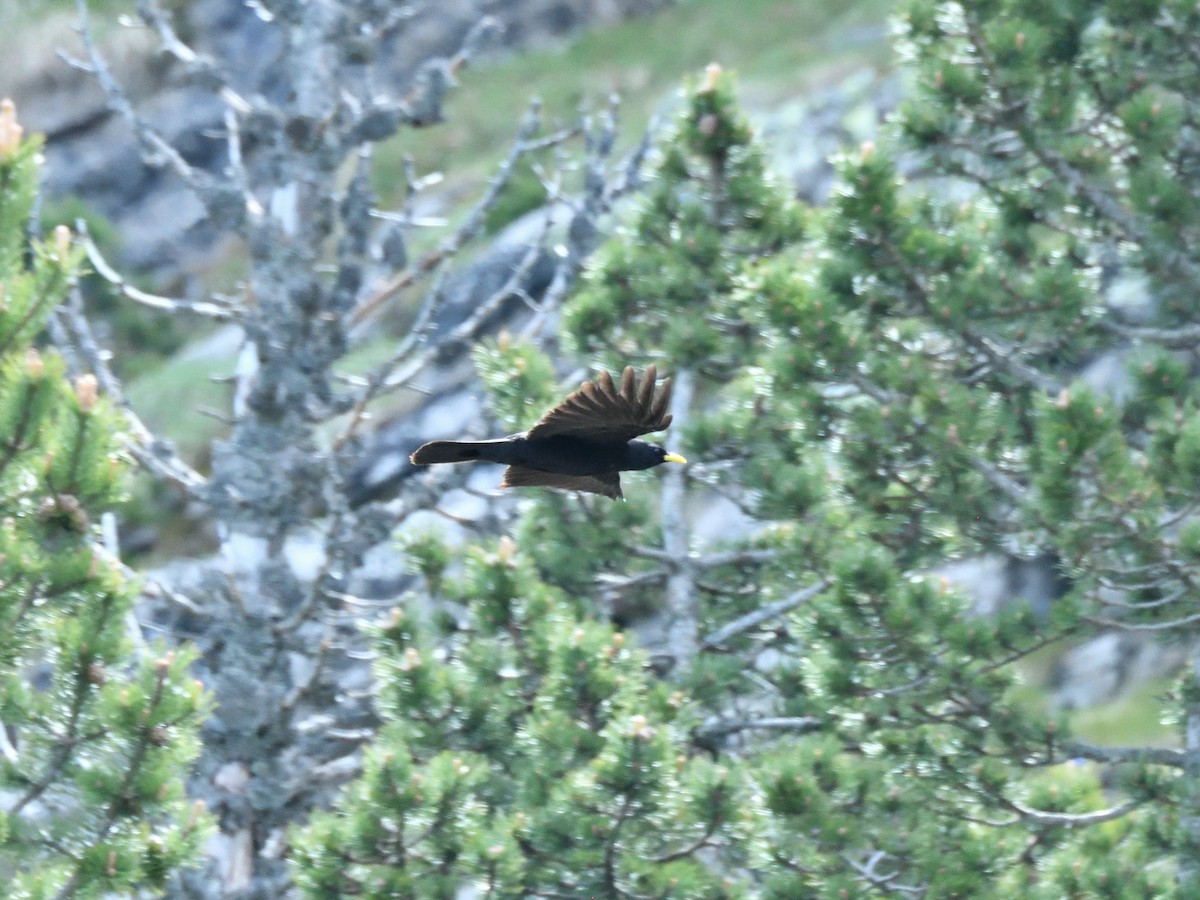 Yellow-billed Chough - ML620766820