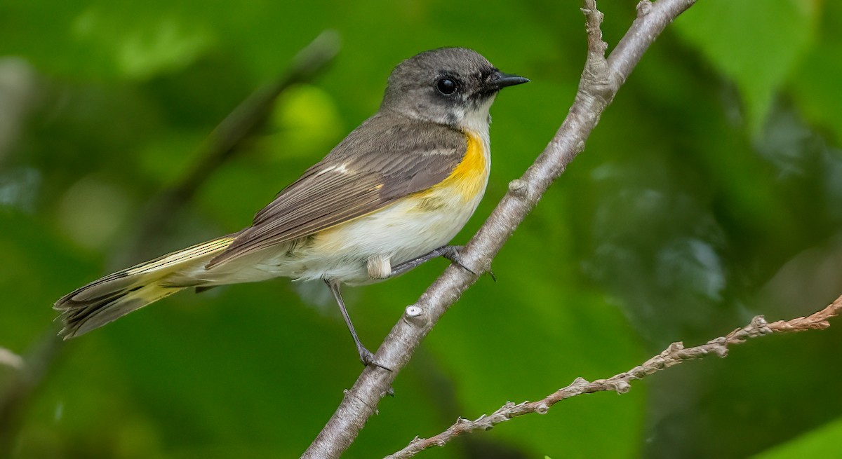 American Redstart - Jim Carroll