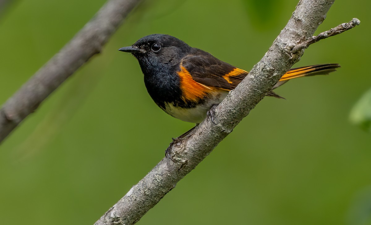 American Redstart - ML620766823