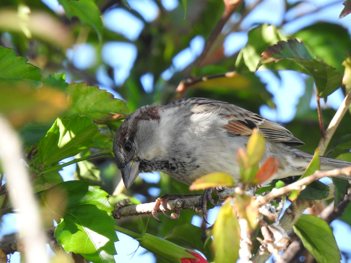 Moineau domestique - ML620766845