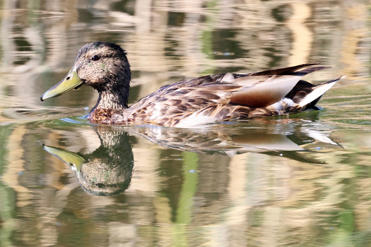 Mallard - ML620766847