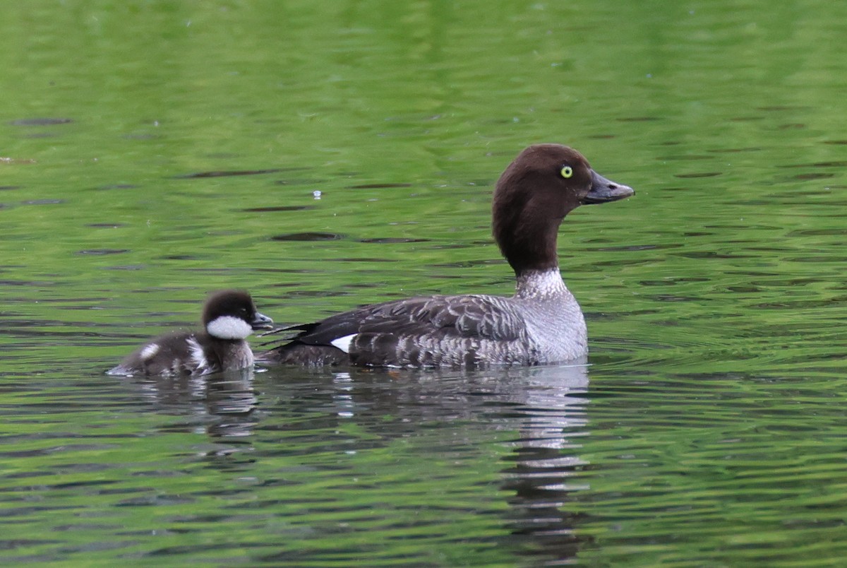 Barrow's Goldeneye - ML620766848