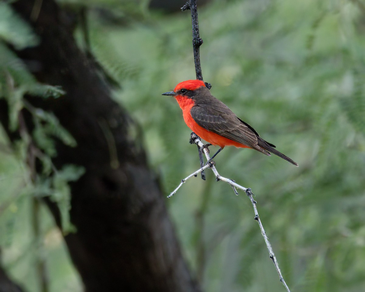 Vermilion Flycatcher - ML620766849