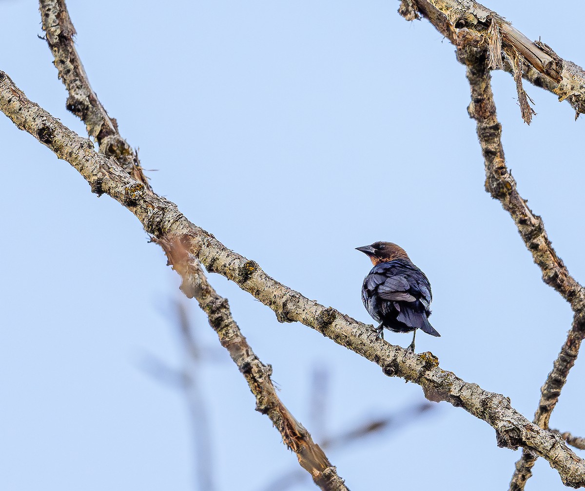 Brown-headed Cowbird - ML620766851