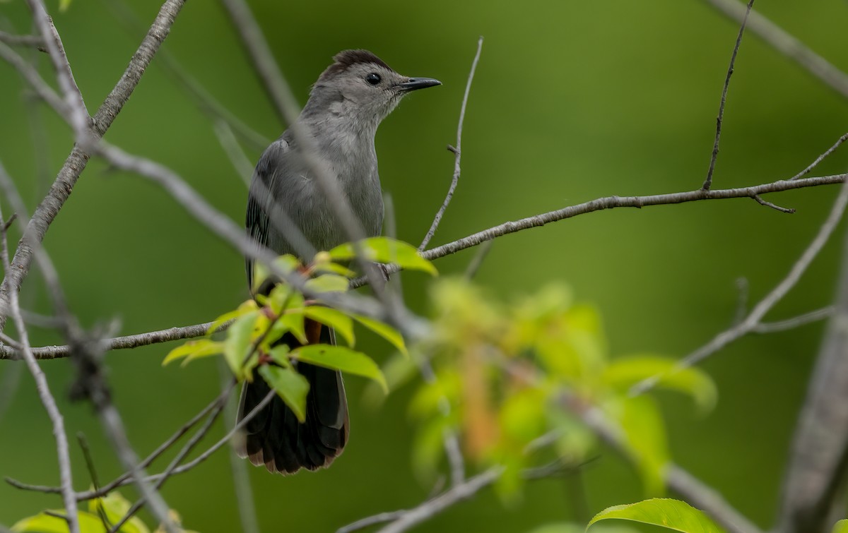 Gray Catbird - Jim Carroll