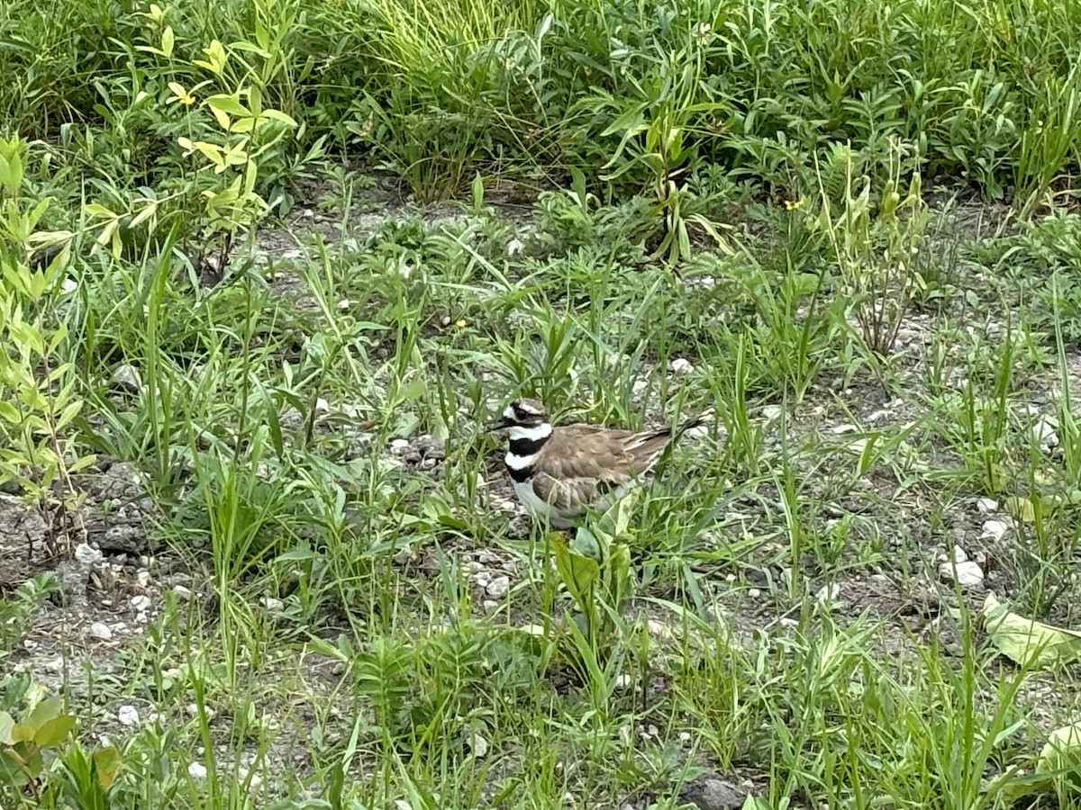 Killdeer - ML620766853