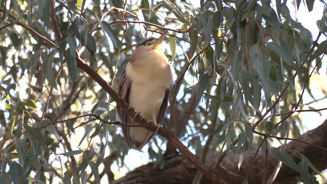 Nankeen Night Heron - ML620766854