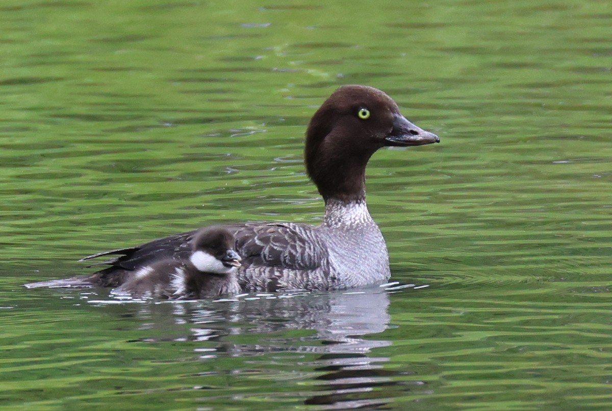 Barrow's Goldeneye - ML620766855