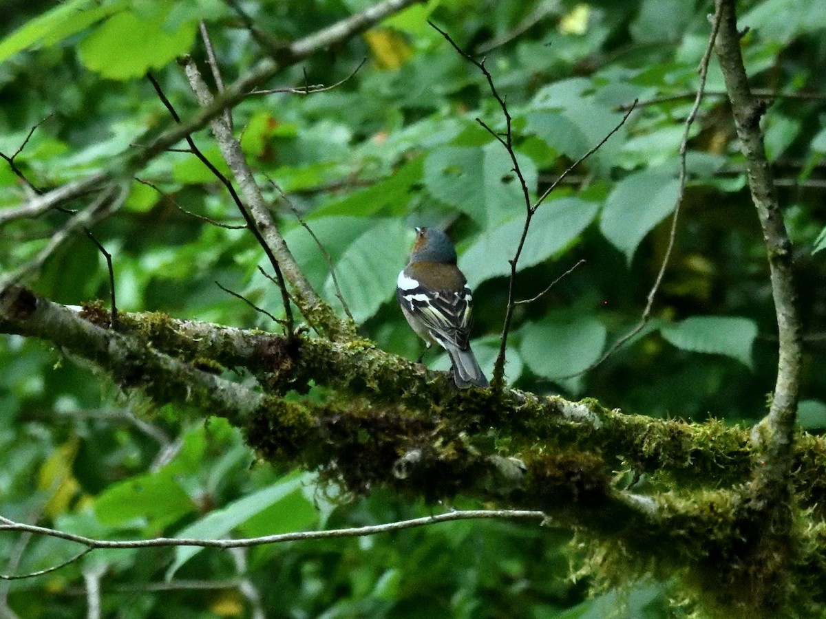 Common Chaffinch - ML620766856