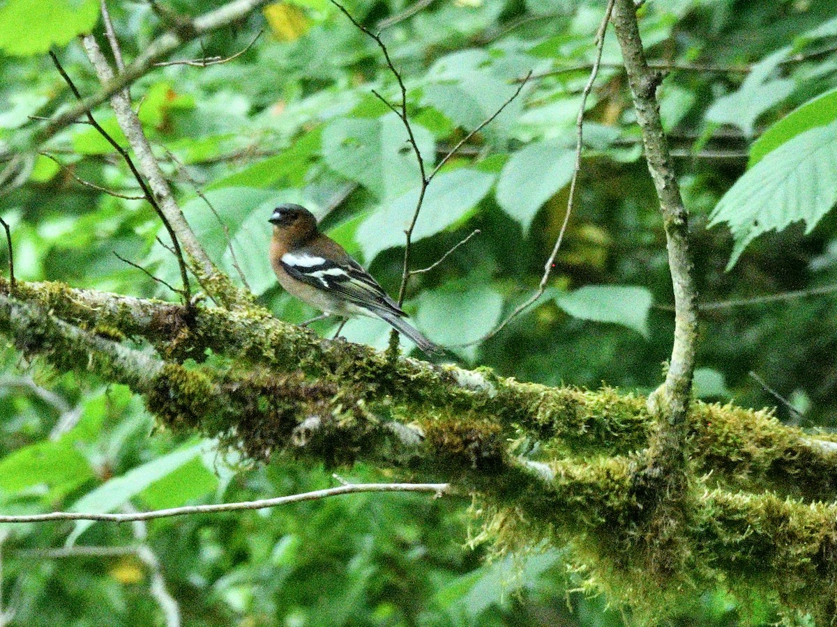 Common Chaffinch - ML620766857