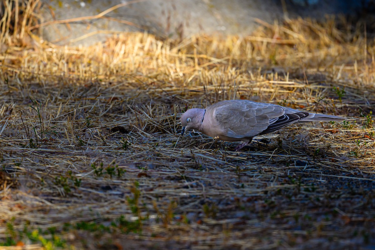 Eurasian Collared-Dove - ML620766858