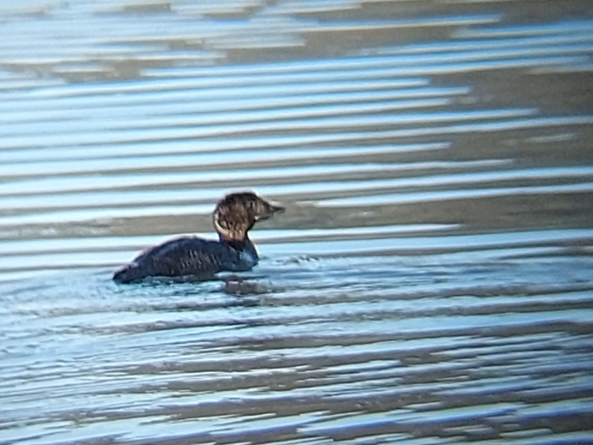 Musk Duck - ML620766859