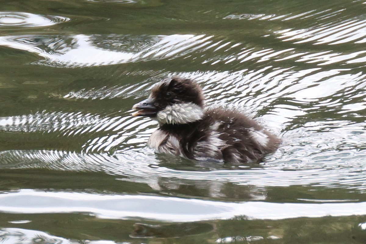 Barrow's Goldeneye - ML620766861