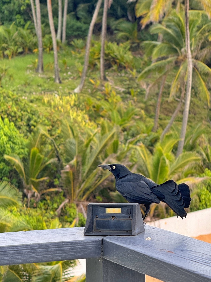 Greater Antillean Grackle - ML620766862