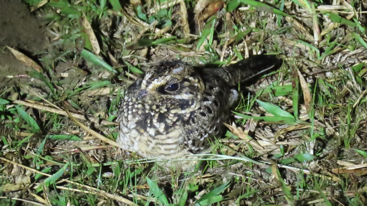 Swamp Nightjar - ML620766863