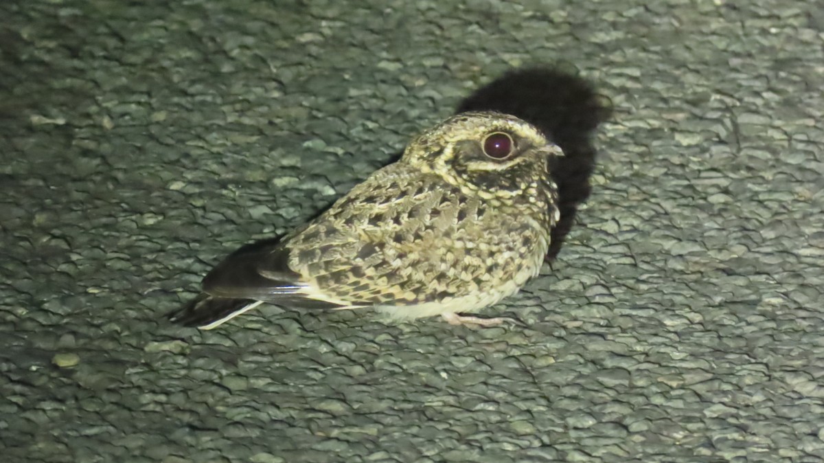 Swamp Nightjar - ML620766864