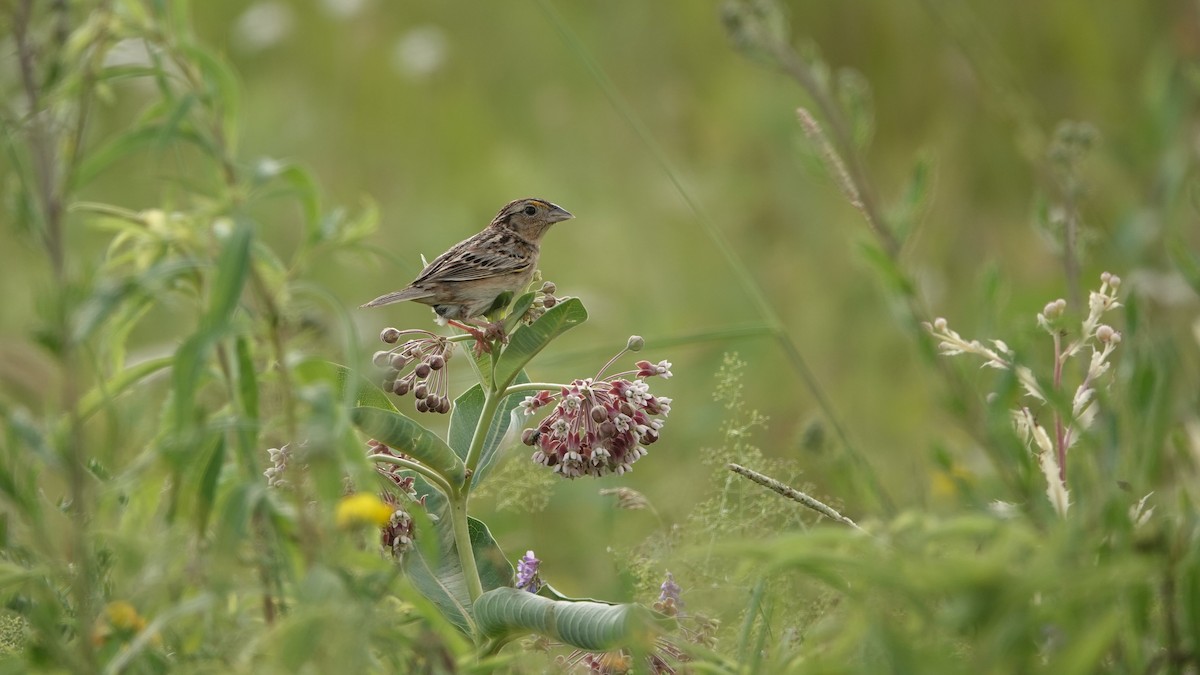 Grasshopper Sparrow - ML620766865