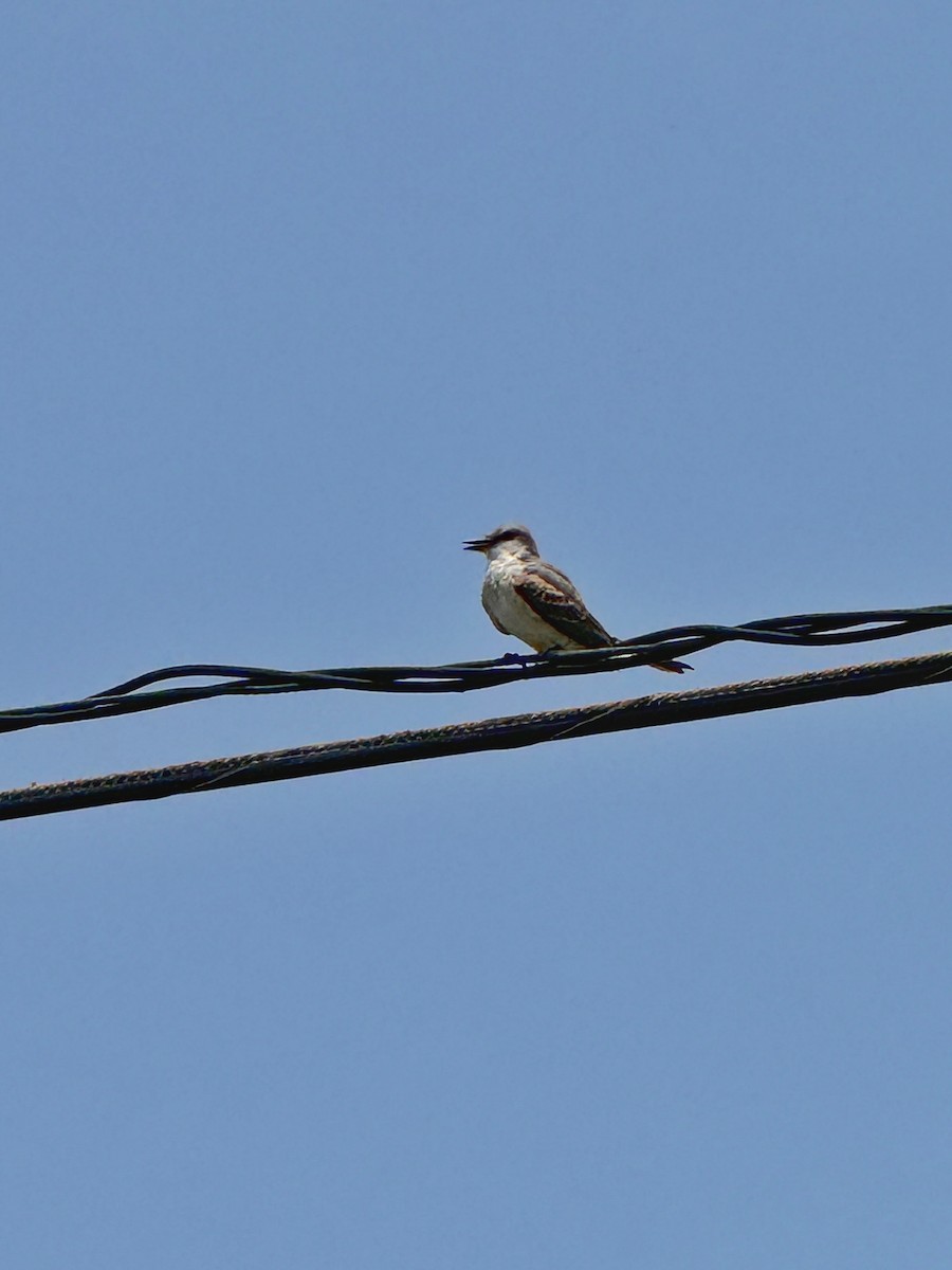 Gray Kingbird - ML620766866