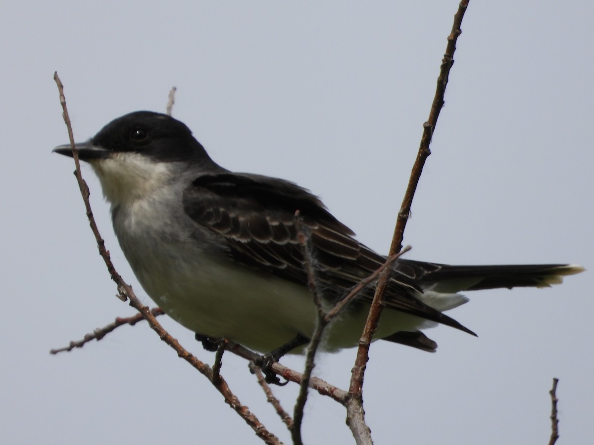 Eastern Kingbird - ML620766867